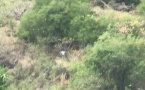 Insolite - Assistez au vol d'un rapace entre le chemin des anglais et le nouveau viaduc de la NRL