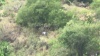 Insolite - Assistez au vol d'un rapace entre le chemin des anglais et le nouveau viaduc de la NRL