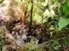 Accident tragique d'hélicoptère à Sans-Souci capturé en video