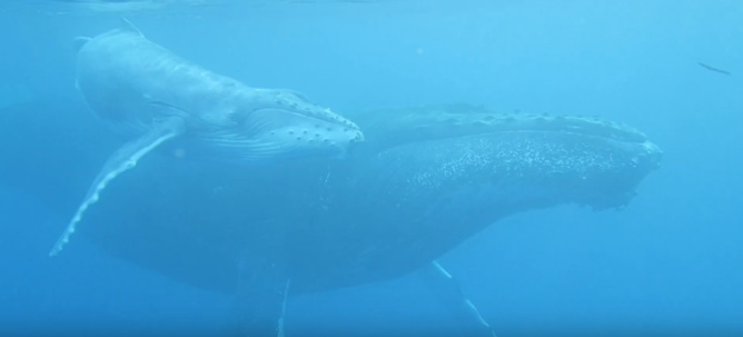 Video - Au plus prés des baleines avec Scubananas Réunion Plongée