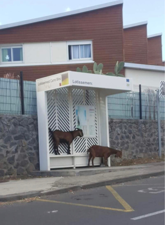 Insolite - Quand les cabris attendent le bus