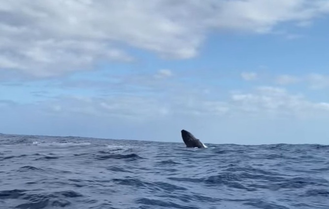 Capture vidéo Facebook Maëlys Chaury Capture vidéo Facebook Maëlys Chaury