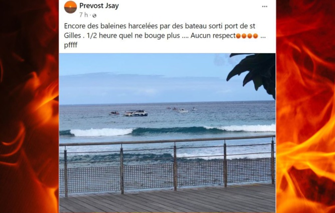 Observations - Des internautes dénoncent le harcèlement des baleines. Observations - Des internautes dénoncent le harcèlement des baleines.