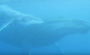 Video - Au plus prés des baleines avec Scubananas Réunion Plongée