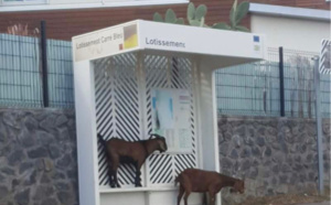 Insolite - Quand les cabris attendent le bus