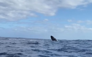 Video : Les baleines chantent dans l'ouest de l'Ile 